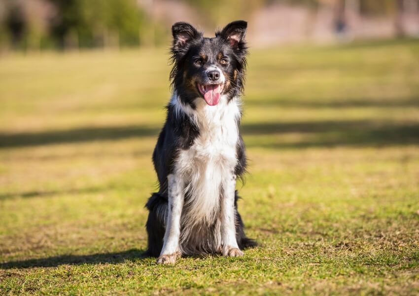 border-collie