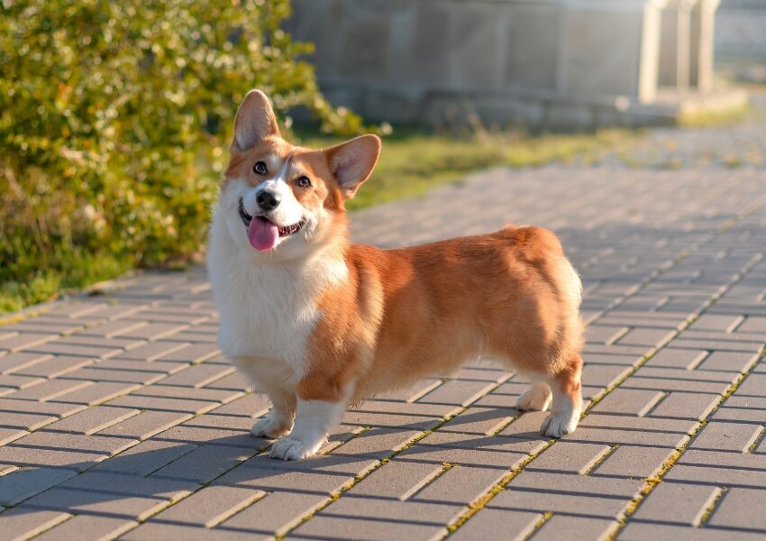corgi