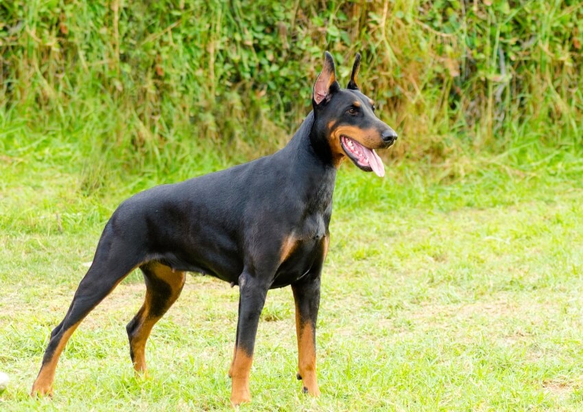 doberman-pinscher