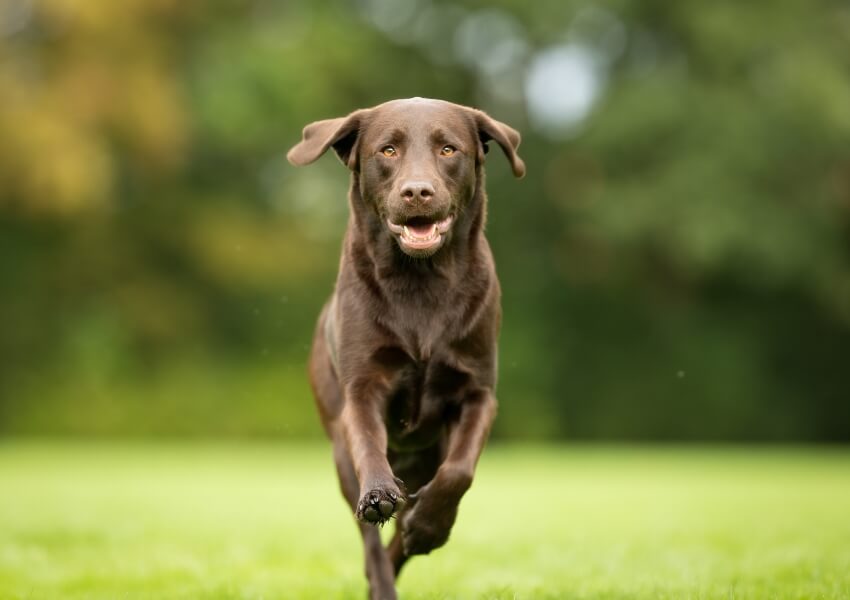 labrador-retriever