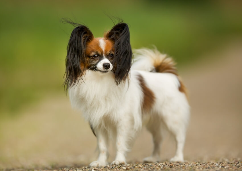 papillon