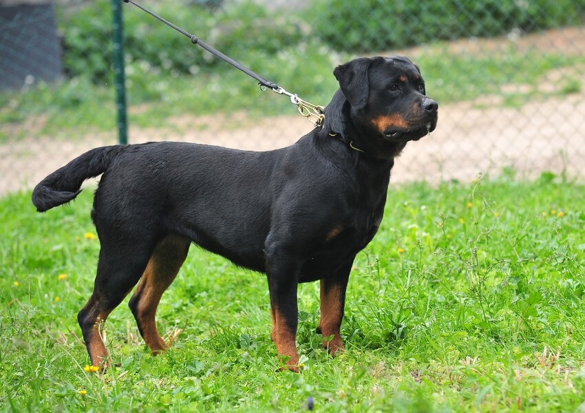 rottweiler