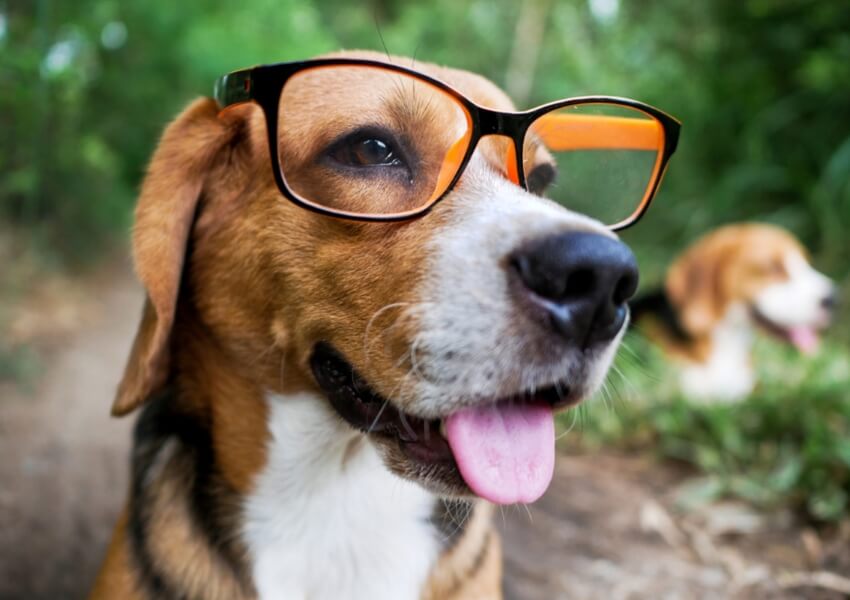 cani-intelligenti_1