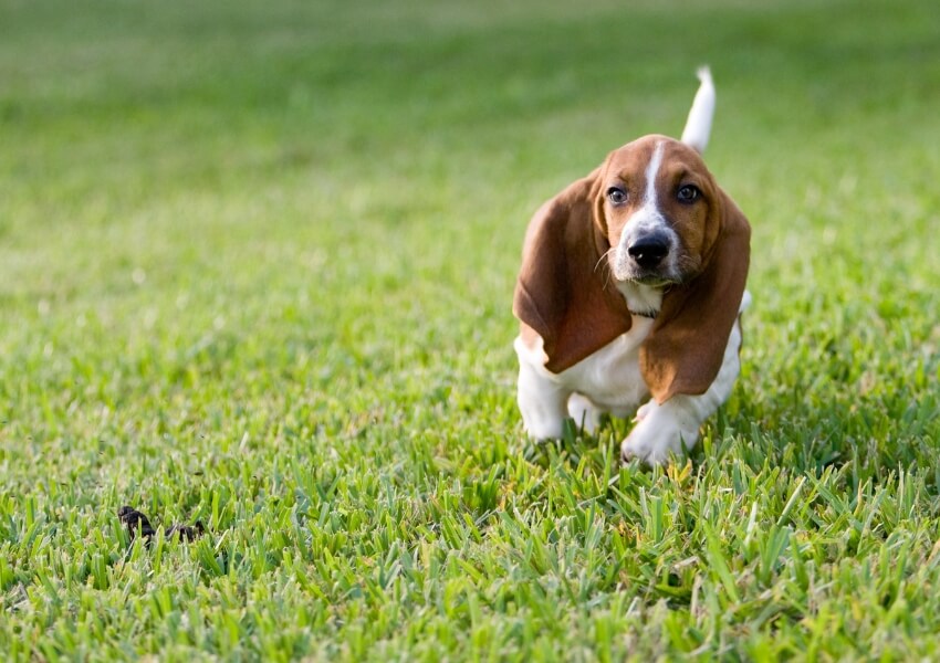 canine-piu-puzzolenti-basset-hound