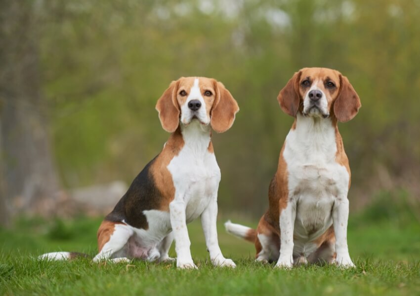 canine-piu-puzzolenti-beagle