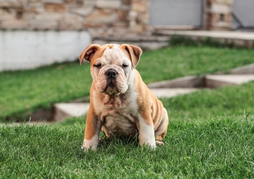 canine-piu-puzzolenti-bulldog