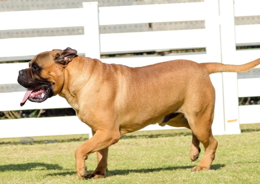 canine-piu-puzzolenti-bullmastiff
