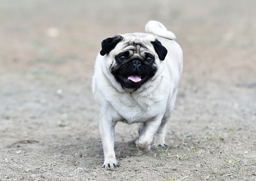 canine-piu-puzzolenti-carlino