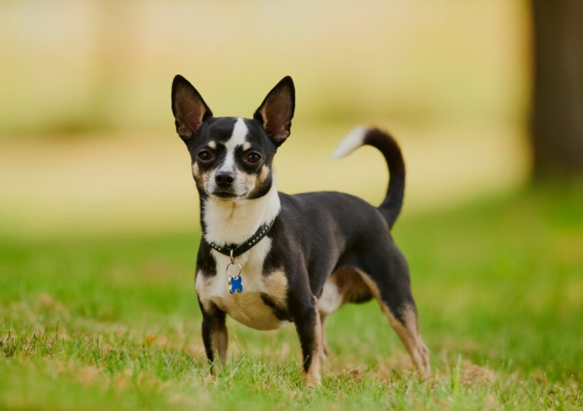 canine-piu-puzzolenti-chihuahua