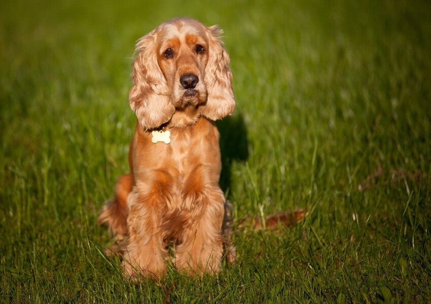 canine-piu-puzzolenti-cocker-spaniel