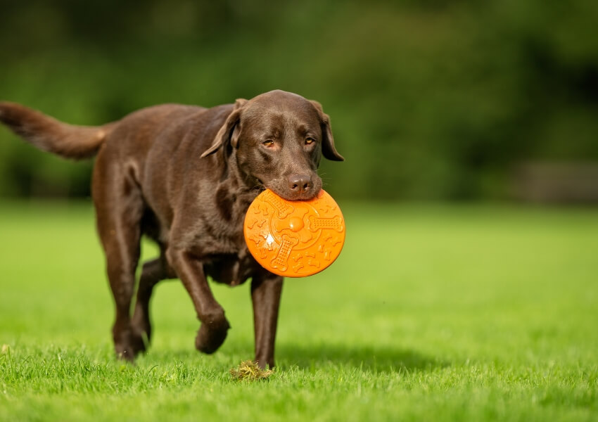 canine-piu-puzzolenti-labrador-retriever