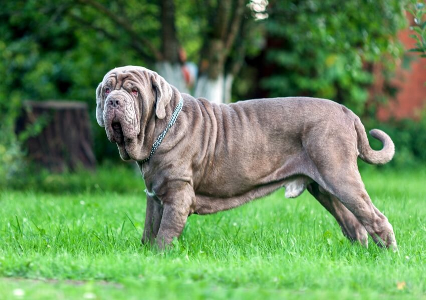 canine-piu-puzzolenti-mastino