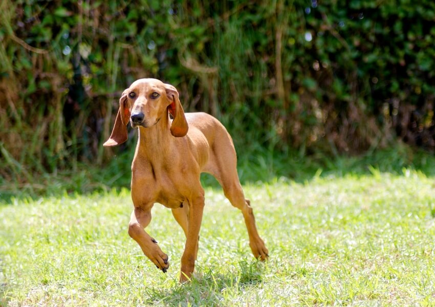 canine-piu-puzzolenti-segugio