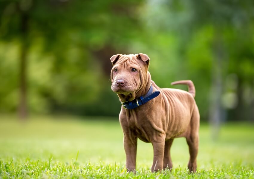 canine-piu-puzzolenti-shar-pei