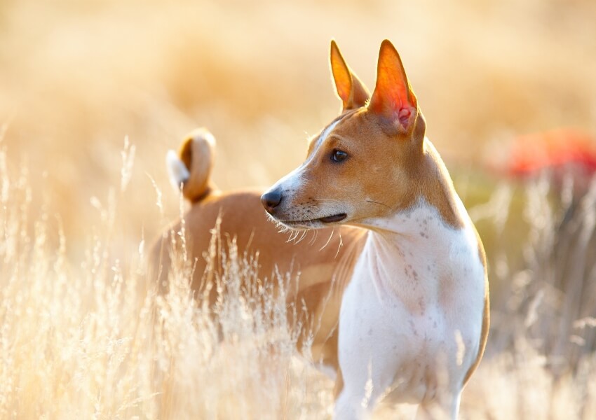 che-non-perdono-pelo-basenji