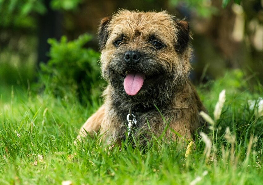 che-non-perdono-pelo-border terrier