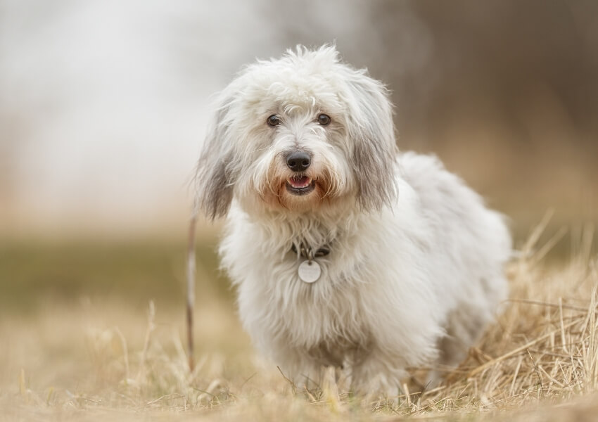 che-non-perdono-pelo-coton-de-tulear