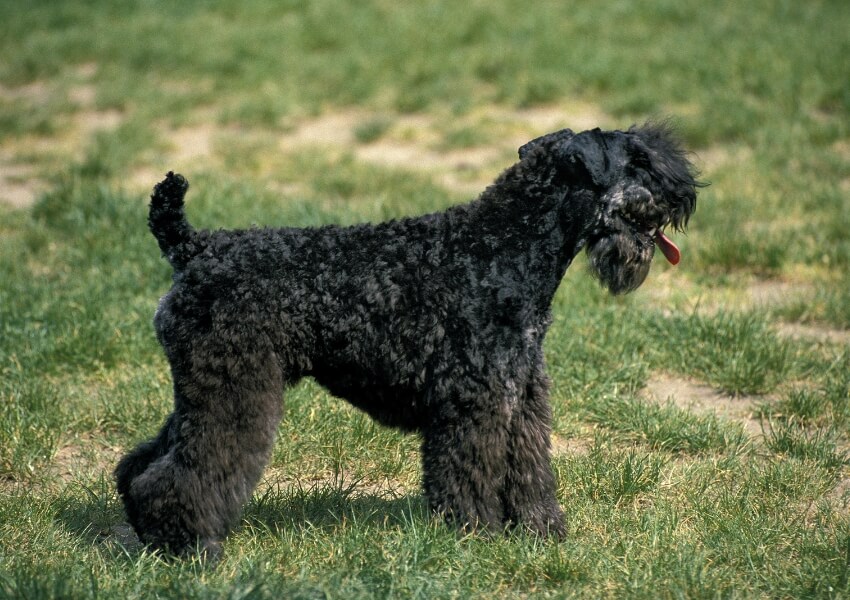 che-non-perdono-pelo-kerry-blue-terrier