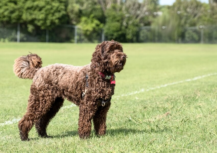 che-non-perdono-pelo-labradoodle