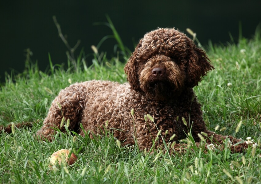 che-non-perdono-pelo-lagotto-romagnolo