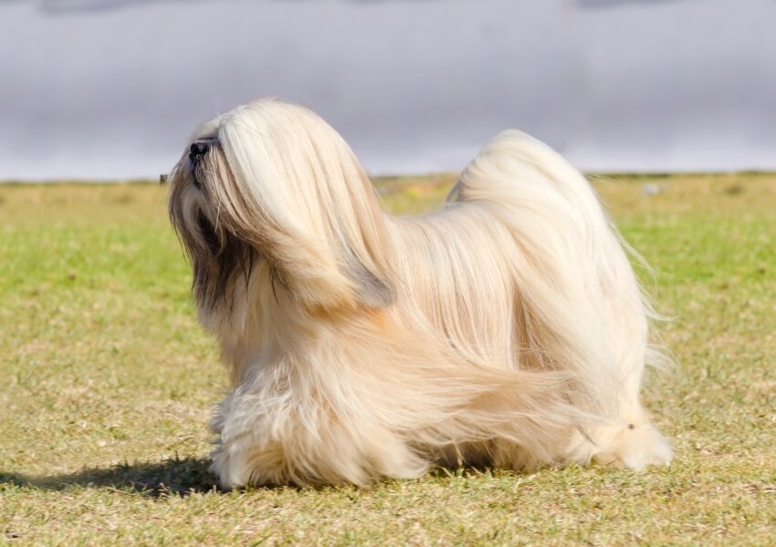 che-non-perdono-pelo-lhasa-apso