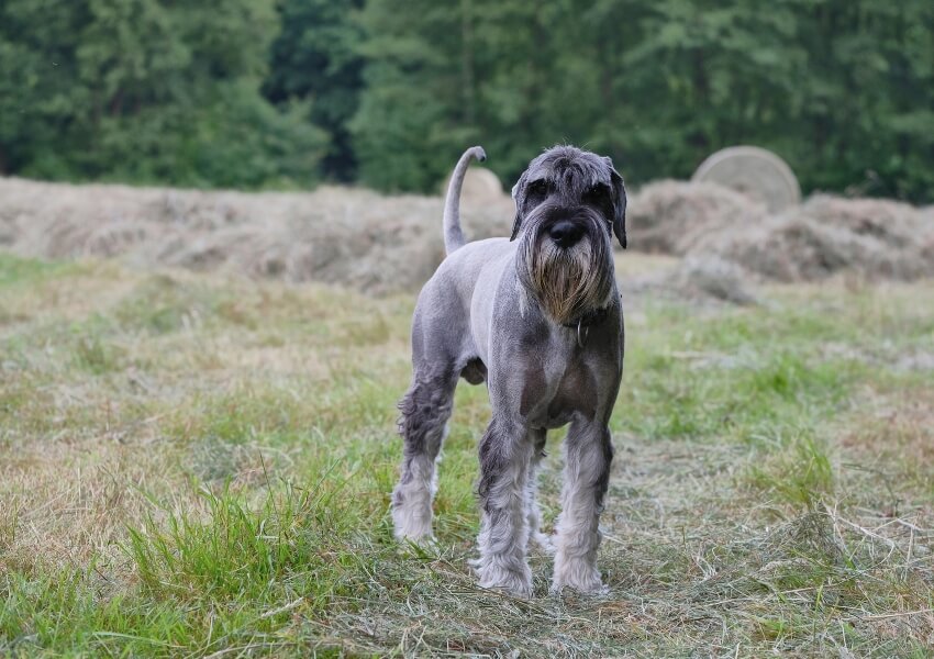 che-non-perdono-pelo-schnauzer-standard