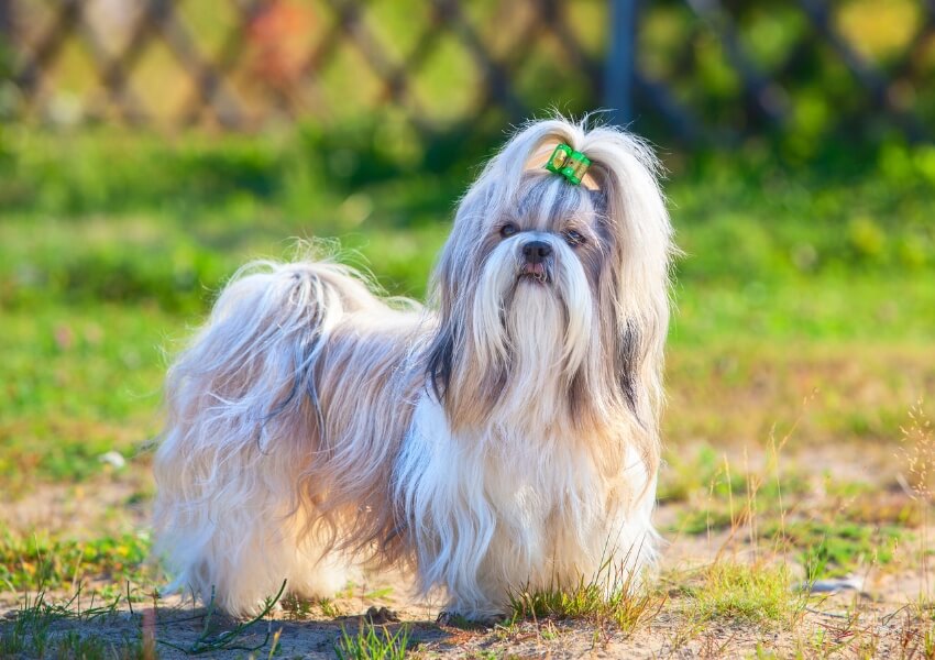 che-non-perdono-pelo-shih-tzu