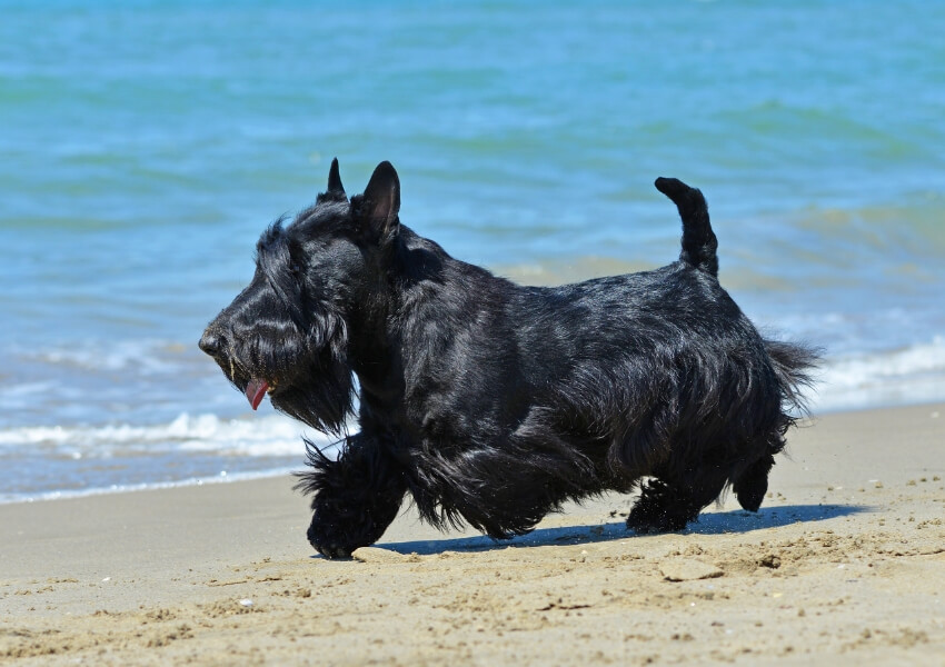 che-non-perdono-pelo-terrier-scozzese