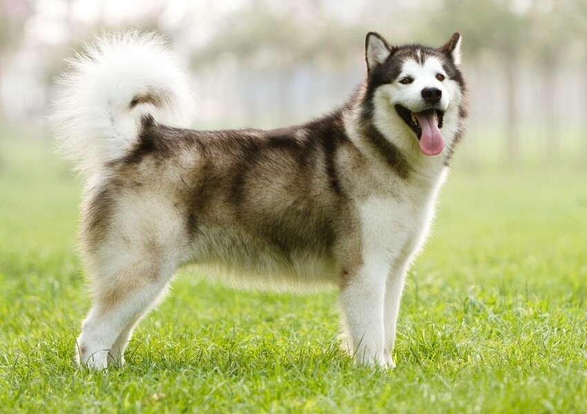 che-non-puzzano-alaskan-malamute