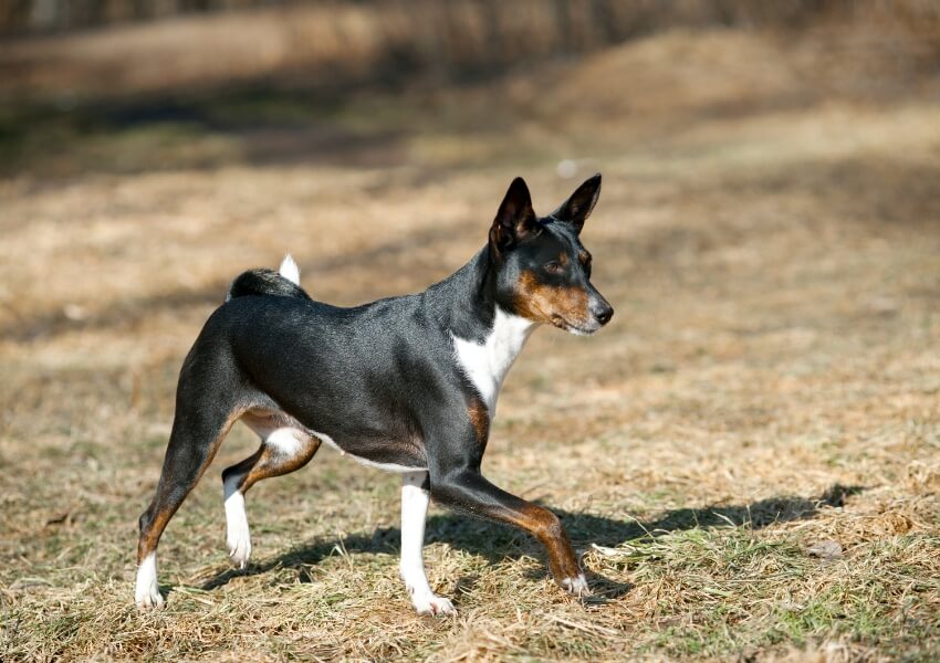 che-non-puzzano-basenji