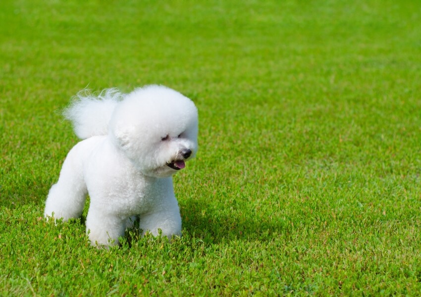 che-non-puzzano-bichon-frise