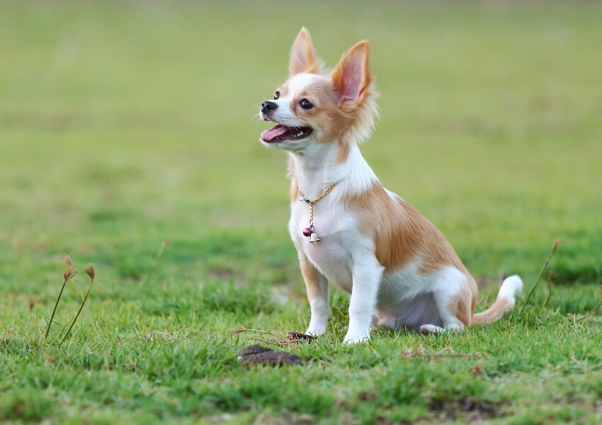 che-non-puzzano-chihuahua