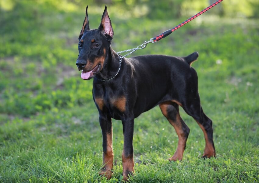 che-non-puzzano-dobermann