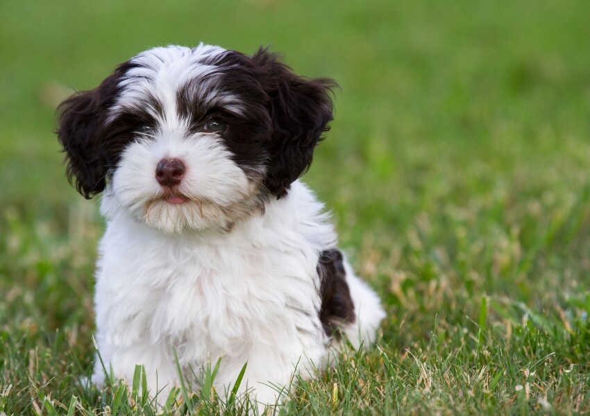 che-non-puzzano-havanese