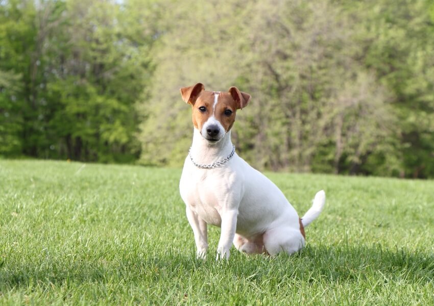 che-non-puzzano-jack-russel