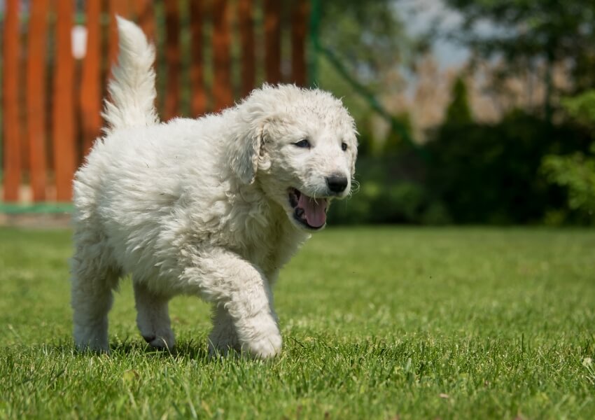 che-non-puzzano-kuvasz