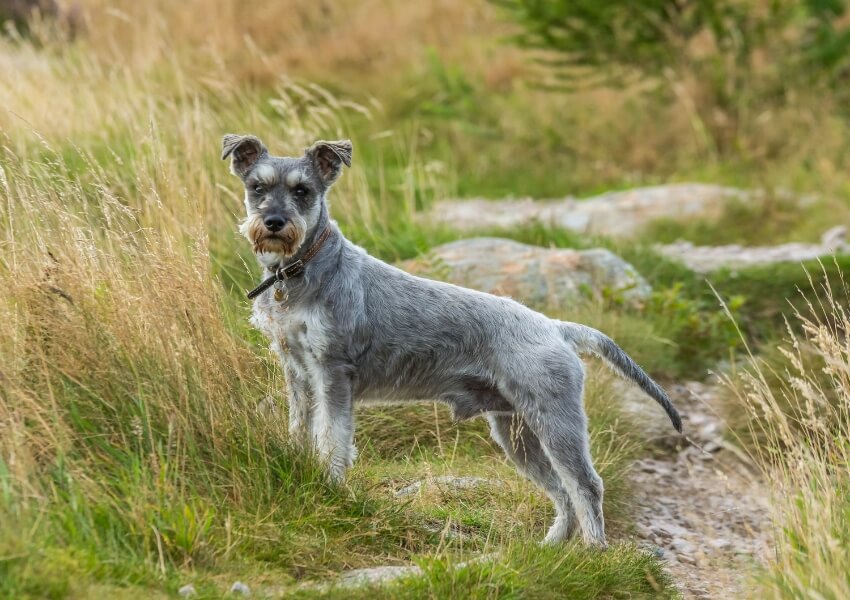 che-non-puzzano-schnauzer