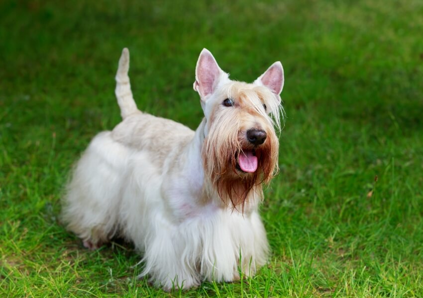 che-non-puzzano-scottish-terrier