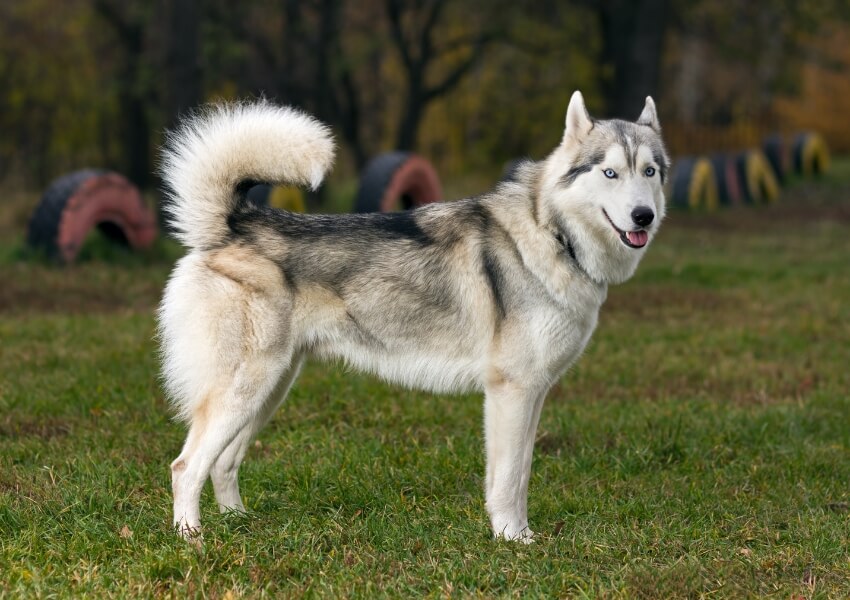 che-non-puzzano-siberian-husky