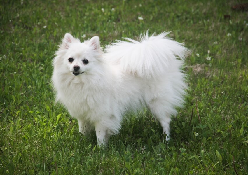 che-non-puzzano-volpino-di-pomerania