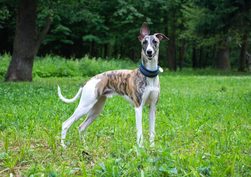che-non-puzzano-whippet