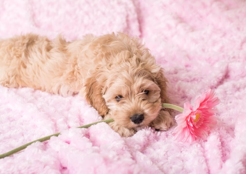 cockapoo-alloggio-ed-esigenze