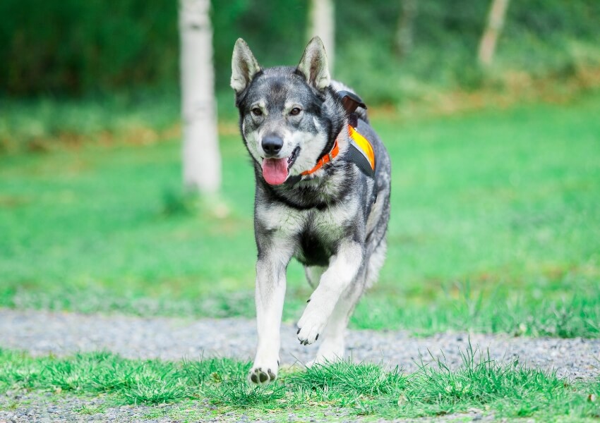 elkhound-svedese