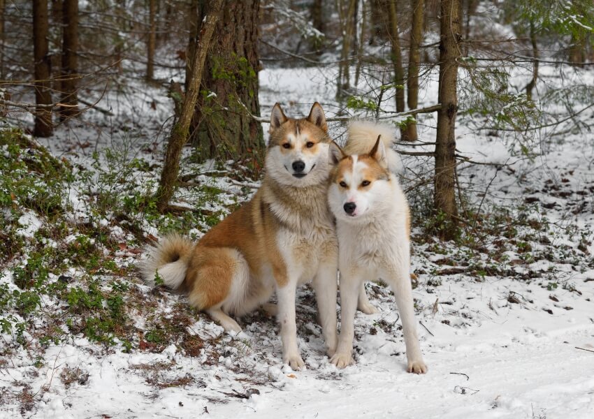 laika-della-siberia-occidentale