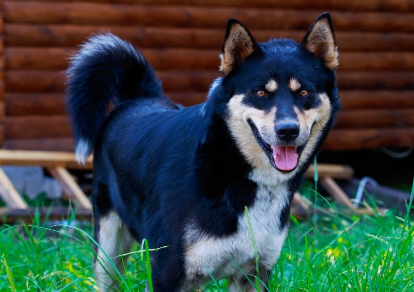 laika-della-siberia-orientale