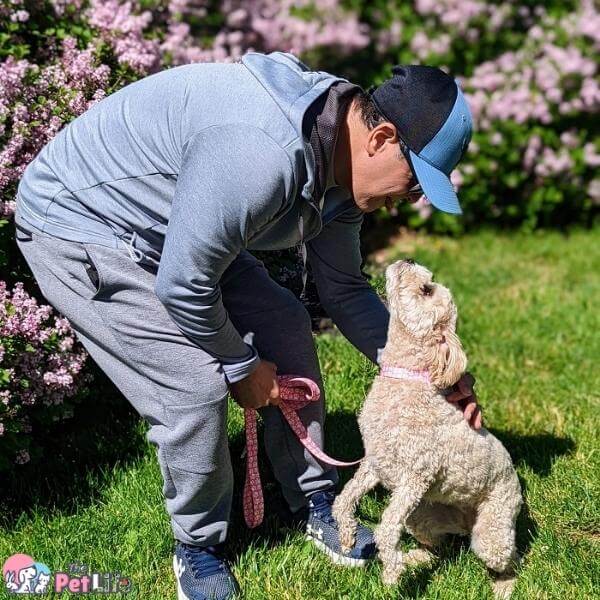 mio cavapoo con guinzaglio da addestramento