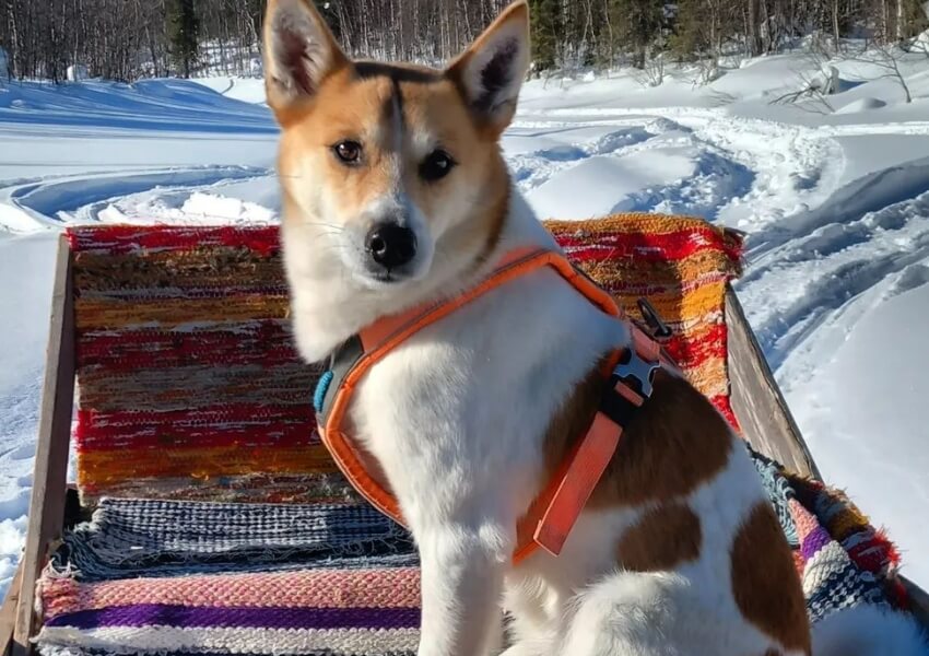 norrbottenspets