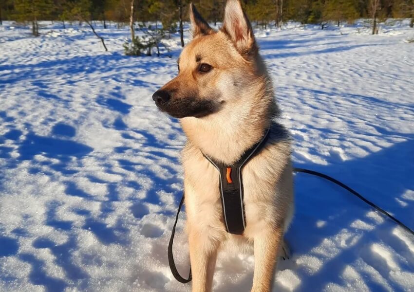 norsk-buhund