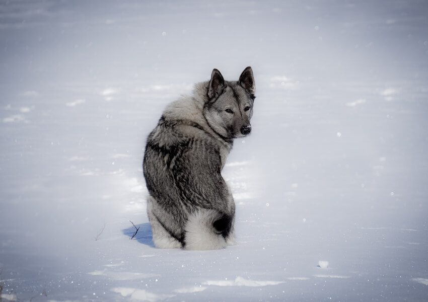 norsk-elghund-grigio