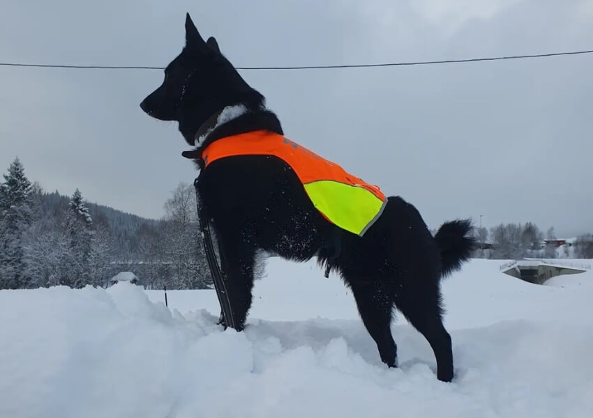 norsk-elghund-nero